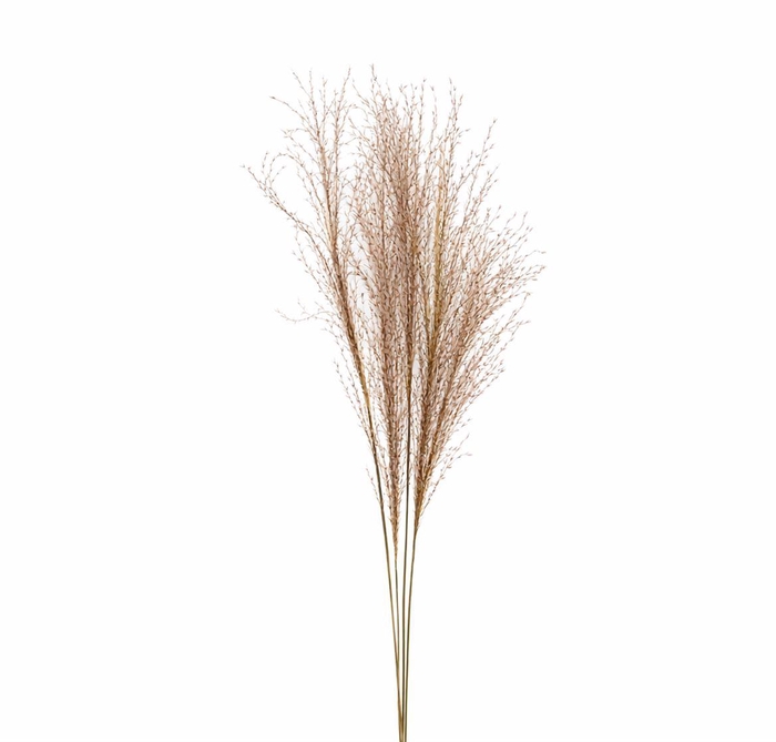 <h4>Dried Silvergrass Natural 5pc Bunch</h4>