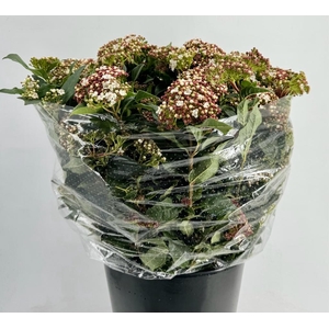 Viburnum tinus macrophyllum red