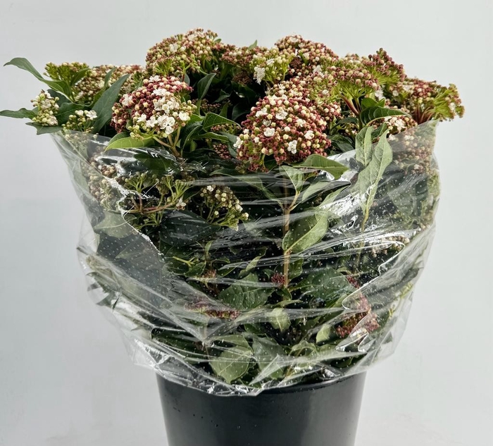 <h4>Viburnum tinus macrophyllum red</h4>