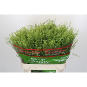 Lepidium Green Dragon