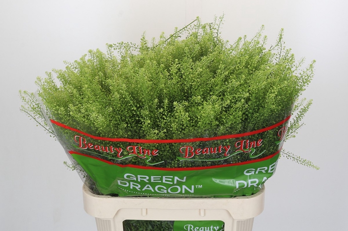<h4>Lepidium Green Dragon</h4>