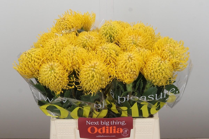 <h4>Nutans Ayoba Yellow</h4>