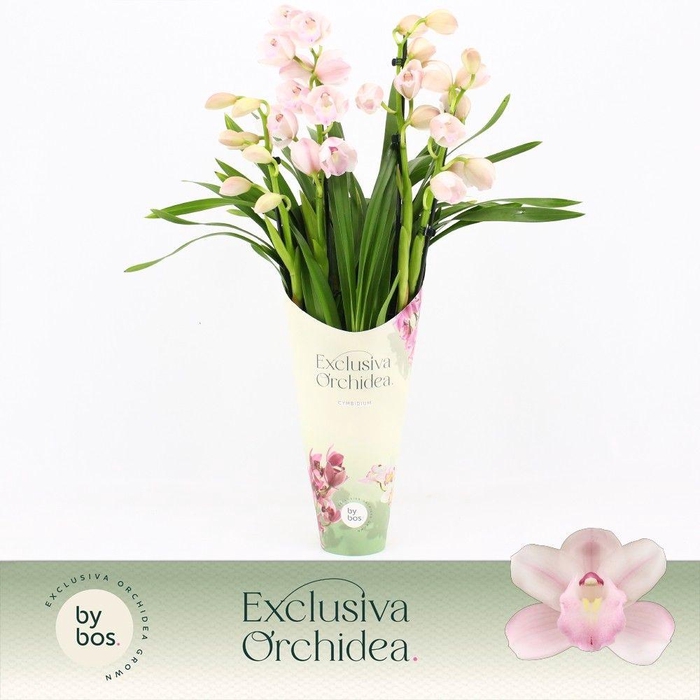<h4>Cymbidium, Pink Bell 4-spike 'Exclusiva Orchidea' Potcover</h4>