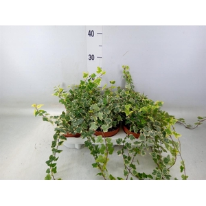 Hedera helix 'White Wonder'