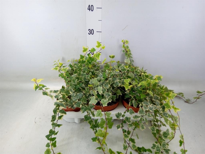 <h4>Hedera helix 'White Wonder'</h4>