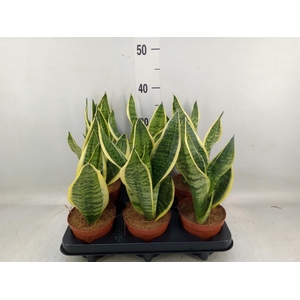 Sansevieria trifa. 'Futura Superba'