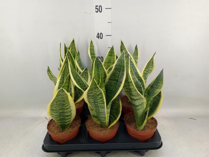 <h4>Sansevieria trifa. 'Futura Superba'</h4>