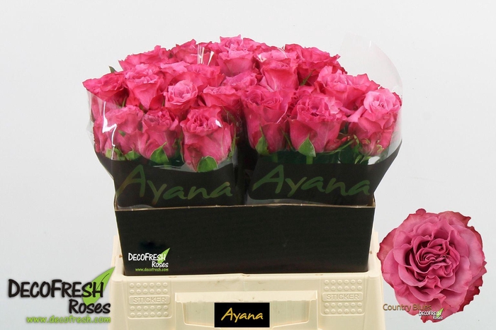 <h4>R Gr Country Blues</h4>