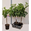 FICUS CARICA