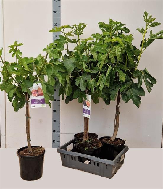 FICUS CARICA