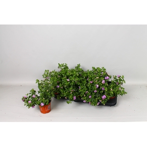 CALIB MINIF U D LAVT