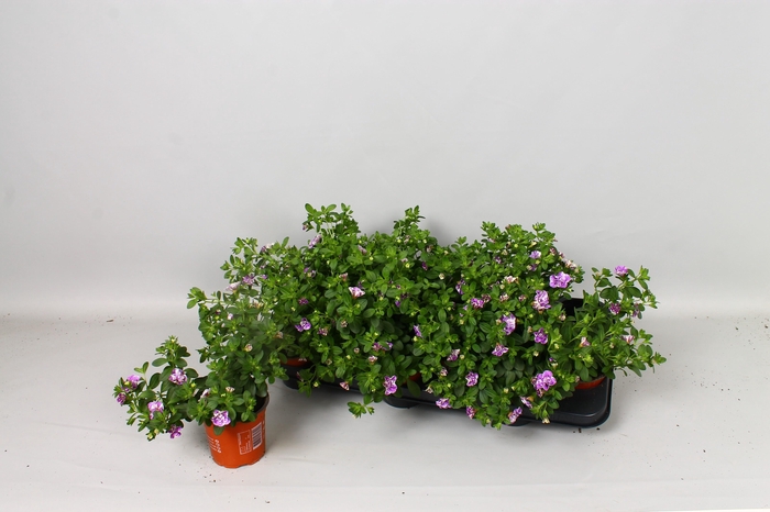 <h4>CALIB MINIF U D LAVT</h4>