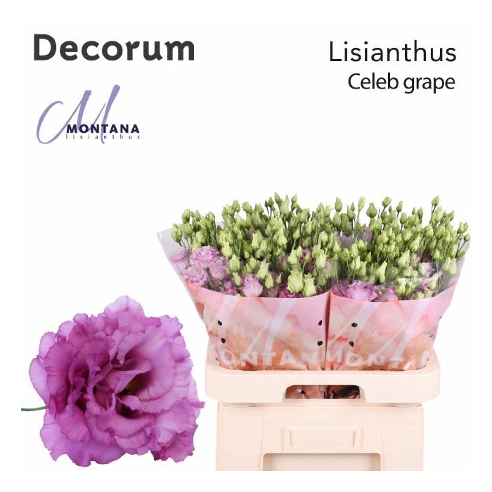 <h4>Eus G Celeb Grape</h4>