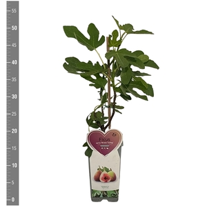 Kleinfruit Ficus c. Brown Turkey 2 liter (vijg)