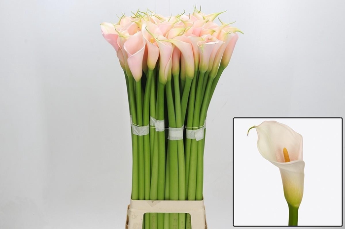 <h4>ZANT AE EYD SALMON</h4>