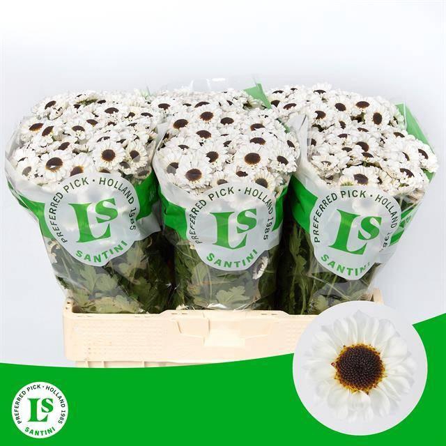 <h4>CHR S PATRESE WHITE</h4>