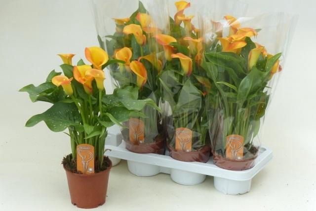 <h4>ZANT CAPT BRUNELLO</h4>