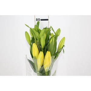 LIRIO EL DIVO 080 CM HT 2/3 FLS