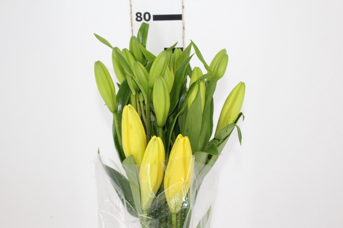 <h4>LIRIO EL DIVO 080 CM HT 2/3 FLS</h4>