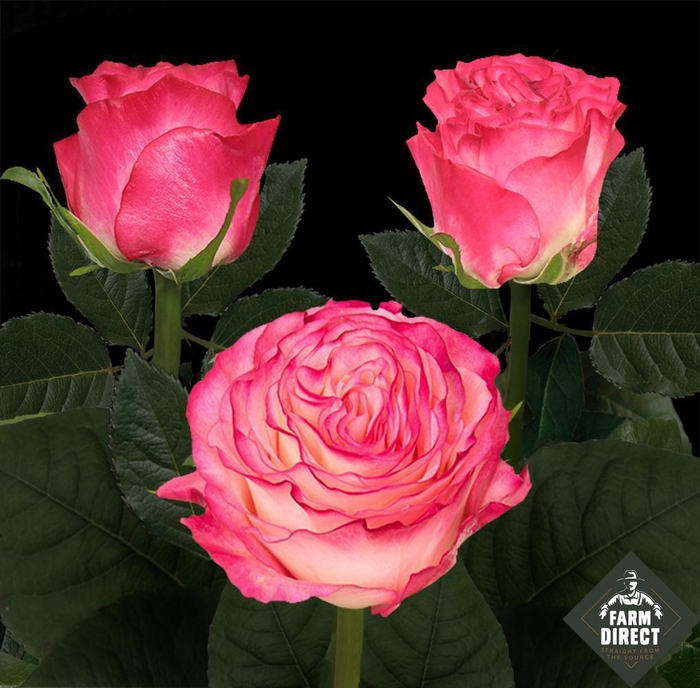 <h4>R GR ENCHANTMENT</h4>