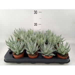 Aloe humilis