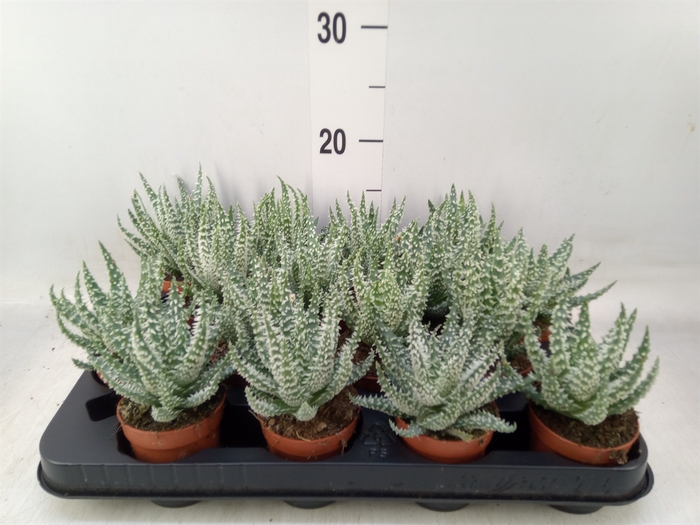 <h4>Aloe humilis</h4>