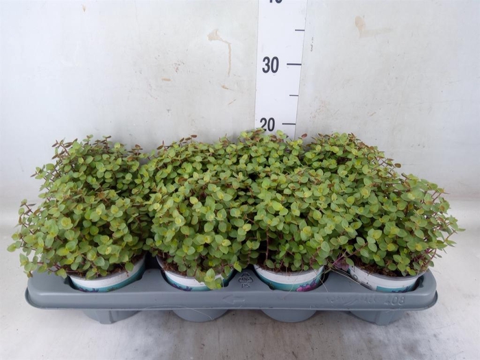 <h4>Callisia repens</h4>