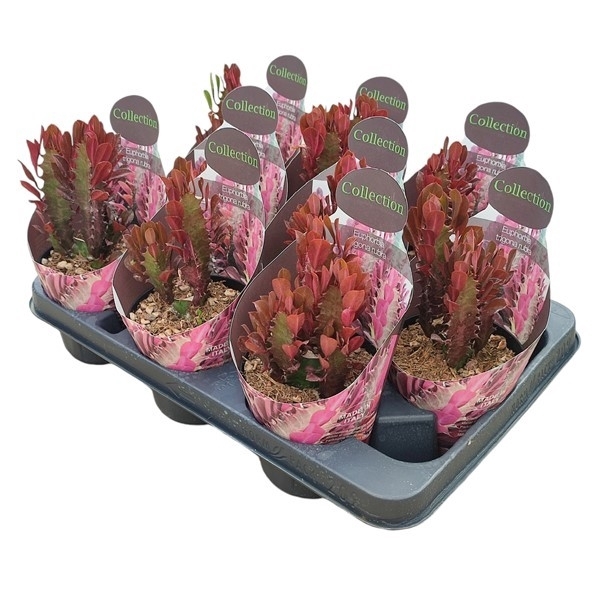 <h4>EUPHORBIA TRIGONA RUBRA - POT Ø 10,5 WITH POTCOVER (SUCCULENTEN)</h4>