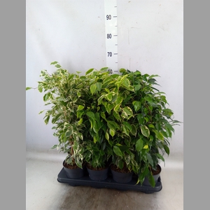 Ficus benja.   ...mix