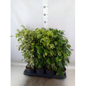 Ficus benja.   ...mix