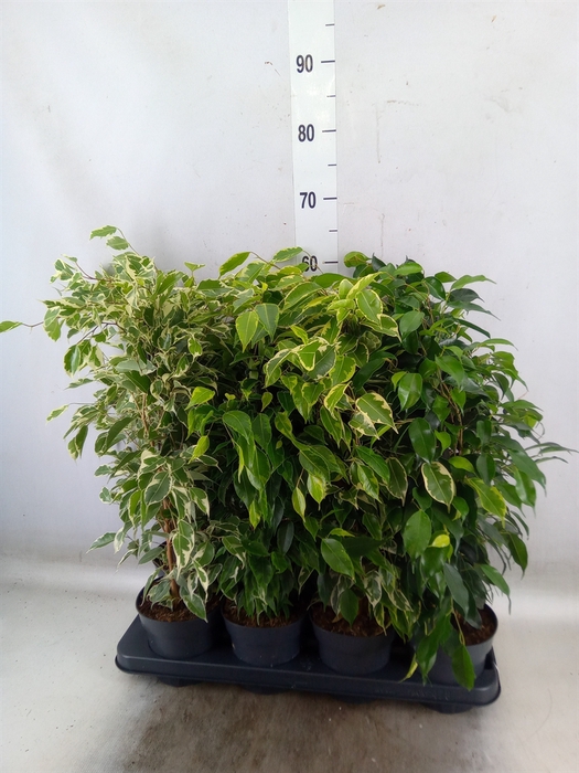 <h4>Ficus benja.   ...mix</h4>