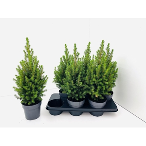 PICEA GL PERFECTA
