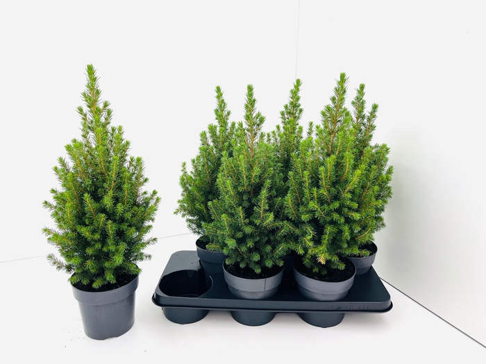 <h4>PICEA GL PERFECTA</h4>