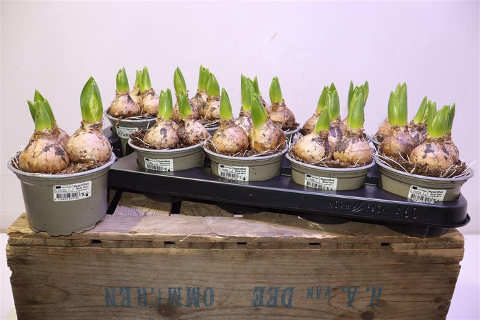 <h4>arr8 Hyacin White Pearl</h4>