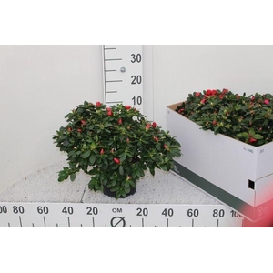 Rhodo Si Nordl Vogel