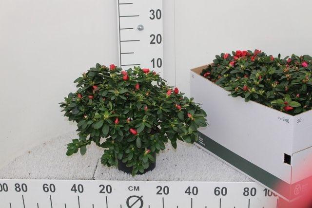 <h4>Rhodo Si Nordl Vogel</h4>