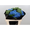 Hydrangea Shocking Blue Premium