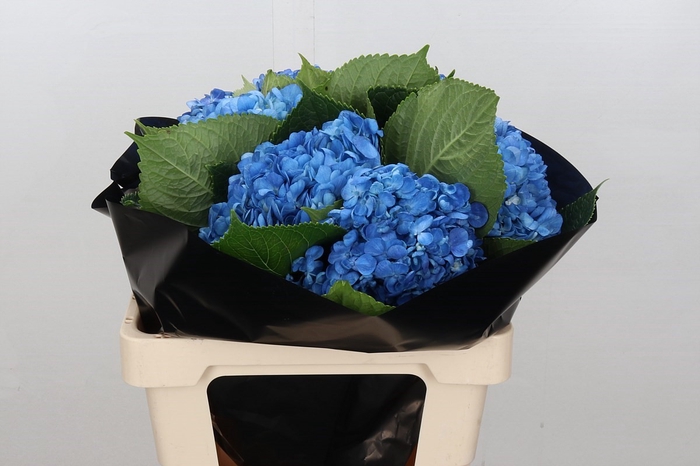 Hydrangea Shocking Blue Premium