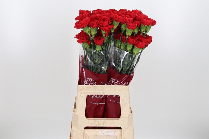 <h4>Di St Red</h4>