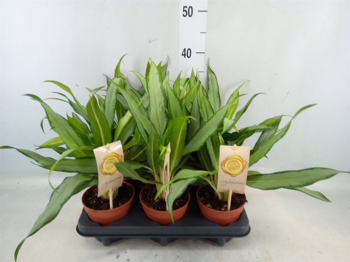 <h4>Aglaonema  'White Lance'</h4>