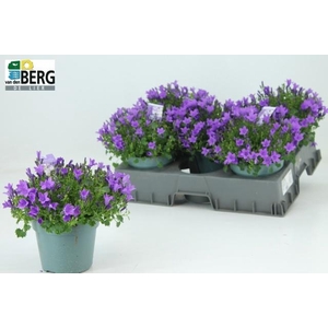 CAMP PORTENSCHLAGIAN