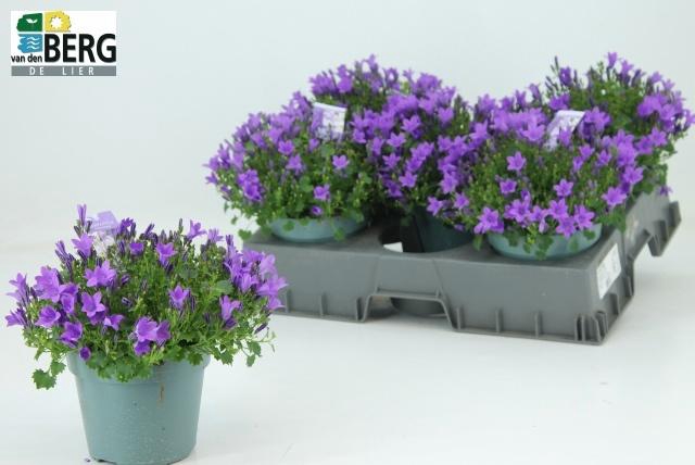 <h4>CAMP PORTENSCHLAGIAN</h4>