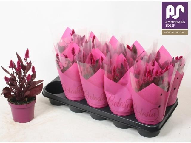 <h4>CEL MYSTIC SHADES</h4>