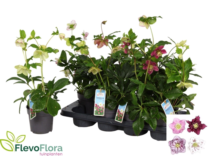 <h4>HELL ORIENTALIS</h4>