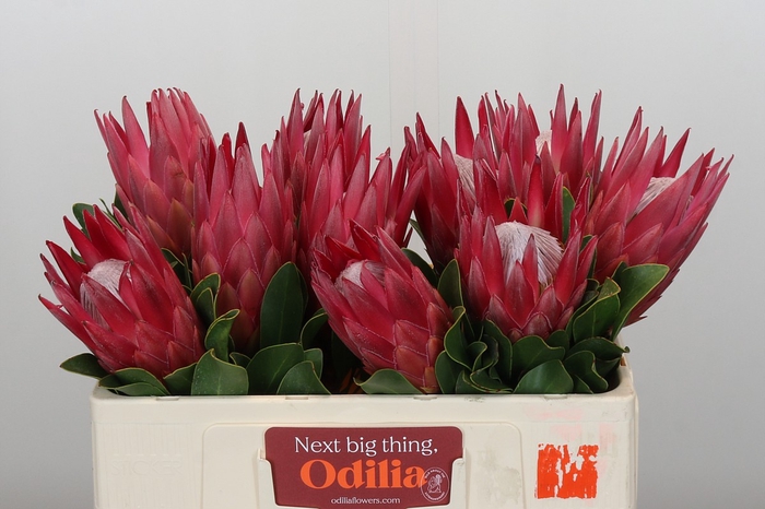 <h4>Protea Cynaroides Madiba</h4>