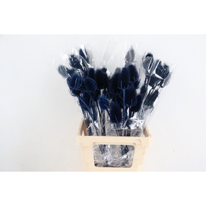 DF Dipsacus Dark Blue Bs 130g