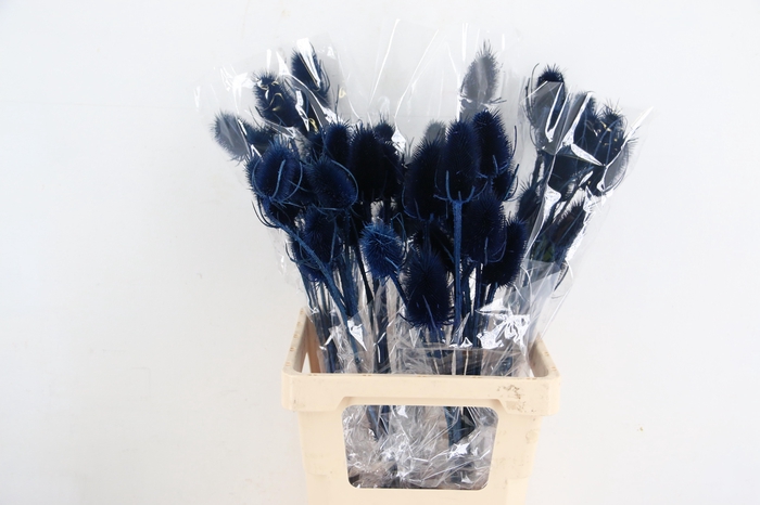 <h4>DF Dipsacus Dark Blue Bs 130g</h4>