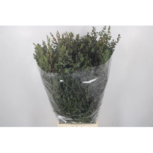 Euc Parvifolia Per Bunch 400 Gram Ex