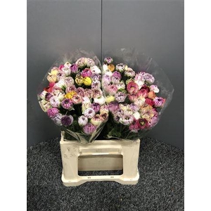 Ran Eleg Pastel Stripe Extra