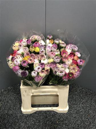 <h4>Ran Eleg Pastel Stripe Extra</h4>